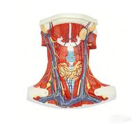Cervical Anterior Muscle Anatomical Model with 47 Digital Signs for Learn
