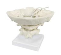 Cervical Model Occipital Belt Atlas and Axis Auxiliary Human Cervical Spine Model for Medical Teaching and Training Teaching molds