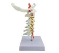 Cervical Spine 7 Model PVC Material with Carotid Artery Spinal Nerve Roots Intervertebral Discs for Display Explanation Teaching Science Exhibition Public Education