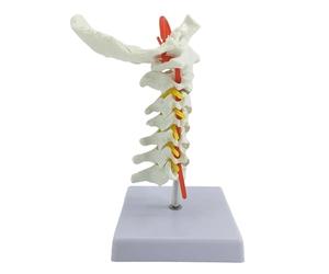 Cervical Spine 7 Model PVC Material with Carotid Artery Spinal Nerve Roots Intervertebral Discs for Display Explanation Teaching Science Exhibition Public Education