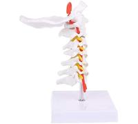 Cervical Spine Model Life-Size Anatomy Educational Tool with Bony Landmarks and Occipital Bone for Science Classrooms