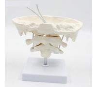 Cervical Spine Model - Occipital Bone Model with Atlas and Axis for Teaching, PVC Construction