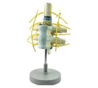 Cervical Spine Model with Spinal Nerves and Cord - Realistic Anatomy Simulation for Classroom and Office Teaching - Detailed Educational Tool