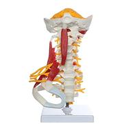 Cervical Spine with Occipital Bone, Nerves, And Muscles Anatomy Model