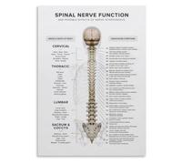 Cervical Thoracic Lumbar Nerve Poster Spine Function Guide Decor