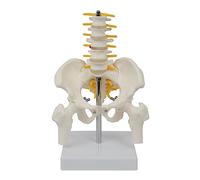 Cervical Vertebra Arteria Spine Spinal Nerves Anatomical Model Anatomy for Science Study Display Teaching Medicals Medicals Teaching Models Cervical Vertebra Flexible Spine Carotid Artery