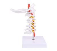 Cervical Vertebra Arteria Spine Spinal Nerves Anatomical Model Life Size Teaching Models