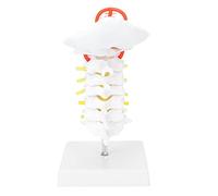 Cervical Vertebra Model with Arteria and Spinal, Human Cervical Spinal Column Anatomy Model for Medical Education, PVC Anatomical Teaching Aid with Base for Doctor Office or