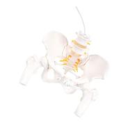 Cervical Vertebrae Model Lumbar Vertebral Nerves Human Cervical Vertebra Carotid Artery Flexible Spine Model Carotid Artery