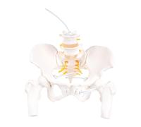Cervical Vertebrae Model Lumbar Vertebral Nerves Models Cervical Vertebra Carotid Artery Flexible Spine Model Flexible Spine