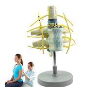 Cervical Vertebrae Model with Nerve Sympathetic Trunk, Human-Scale Spine Anatomy Replica for Medical Teaching and Research