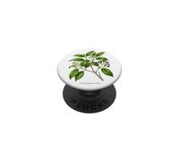 Ceylon cinnamon plant illustration Cinnamomum verum PopSockets Adhesive PopGrip