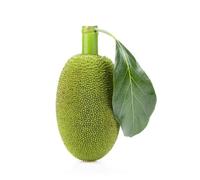 Ceylon Supermart Fresh Polos | Green Tender Young Jackfruit Whole | Each