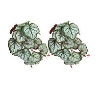 CFTGIW 2PCS Artificial Water Plant Simulation Vine Lifelike Plastic Leaves Decoration with Suction Cup for Fish TankMonstera Leaves Nests Tanks Reptile Other Reptile Green Suitable It (Where root