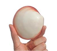 CHAASDEOM Natural from Sea conch Seashells 7~9cm,Natural Rare Seashell Pink Clam Conch Shell 5-9Cm Sea Snail Sea Shell Perfect for Home Decor,Fish Tank