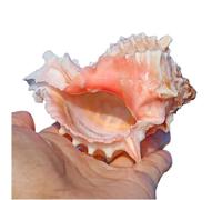 CHAASDEOM Natural from Sea conch Seashells Large Natural Rare Sea Shells, Ocean Conch 6-9Cm Seashells Perfect for Wedding Decor Beach Theme Party And Fish Tank(1PCS)(8~9cm)
