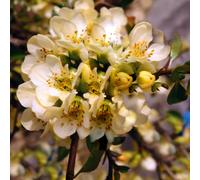 Chaenomeles X Superba 'Lemon And Lime' Japanese Climber Quince | 9Cm Pot