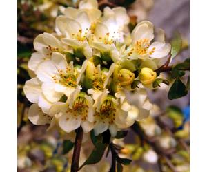 Chaenomeles X Superba 'Lemon And Lime' Japanese Climber Quince | 9Cm Pot