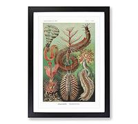 Chaetopoda Worms by Ernst Haeckel Framed Print | A2 Black Framed Wall Art | Ready to Hang | Modern Nature Picture | Living Room Bedroom Lounge Office