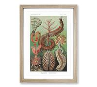 Chaetopoda Worms by Ernst Haeckel Framed Print | A2 Oak Framed Wall Art | Ready to Hang | Modern Nature Picture | Living Room Bedroom Lounge Office