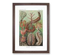 Chaetopoda Worms by Ernst Haeckel Framed Print | A2 Walnut Framed Wall Art | Ready to Hang | Modern Nature Picture | Living Room Bedroom Lounge Office