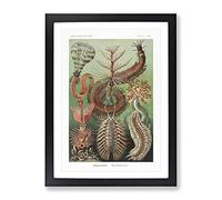 Chaetopoda Worms By Ernst Haeckel Vintage Framed Print | A2 Black Framed Wall Art | Ready to Hang | Classic Nature Picture | Living Room Bedroom Lounge Office