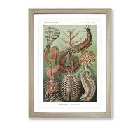 Chaetopoda Worms By Ernst Haeckel Vintage Framed Print | A2 Oak Framed Wall Art | Ready to Hang | Classic Nature Picture | Living Room Bedroom Lounge Office
