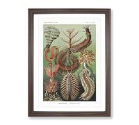 Chaetopoda Worms By Ernst Haeckel Vintage Framed Print | A4 Walnut Framed Wall Art | Ready to Hang | Classic Nature Picture | Living Room Bedroom Lounge Office