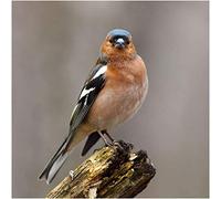 Chaffinch Bird Greeting Card with sound