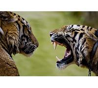 Challenge Jigsaw Puzzles 1000-Piece for Kids&Adults Two Quarreling Tigers Thick Puzzle,Every Piece is Unique,Puzzle with Letters On Back 70x50cm