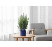 Cham Law Columnaris Pot Size 13 Cm Height 40 Columnar Lawson Cypress Indoor Houseplant