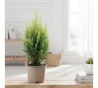 Cham Law E Spot Pot Size 17 Cm Height 55 Mexican Bamboo Palm Indoor Houseplant