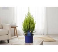 Cham Law Green Pillar Pot Size 13 Cm Height 40 Lawson Cypress Indoor Houseplant