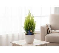 Cham Law Mixed Pot Size 11 Cm Height 35 Lawson Cypress Indoor Houseplant