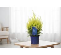 Cham Law Mixed Pot Size 15 Cm Height 40 Lawson Cypress Indoor Houseplant