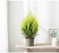 Cham Law Stardust Pot Size 17 Cm Height 50 Mexican Bamboo Palm Indoor Houseplant