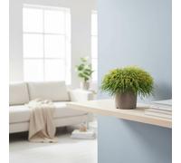 Cham Pis Sungold Pot Size 23 Cm Height 35 Parlor Palm Indoor Houseplant