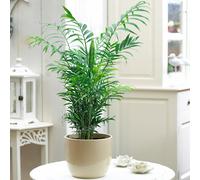 Chamaedorea Elegans Palm - Premium Tall Indoor House Plant Décor Potted 13Cm