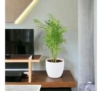 Chamaedorea Elegans Parlor Palm in 12cm Pot - Easy Care Indoor Houseplant - Ceramic White