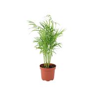 Chamaedorea Elegans Parlor Palm in 12cm Pot - Easy Care Indoor Houseplant - No Container