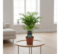 Chamaedorea Elegans Pot Size 5.5 Cm Height 20 Parlor Palm Indoor Houseplant