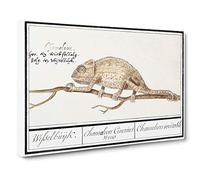 Chameleon by A.B. de Boodt Canvas Print | Gallery Wrapped 30mm Frame Wall Art | 30x20 inches | Ready to Hang | Modern Picture | Living Room Bedroom Lounge Office
