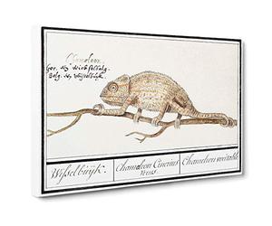 Chameleon by A.B. de Boodt Canvas Print | Gallery Wrapped 30mm Frame Wall Art | 30x20 inches | Ready to Hang | Modern Picture | Living Room Bedroom Lounge Office