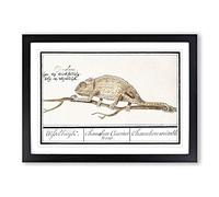 Chameleon by A.B. de Boodt Framed Print | A2 Black Framed Wall Art | Ready to Hang | Modern Nature Picture | Living Room Bedroom Lounge Office