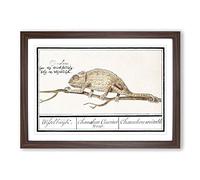 Chameleon by A.B. de Boodt Framed Print | A2 Walnut Framed Wall Art | Ready to Hang | Modern Nature Picture | Living Room Bedroom Lounge Office