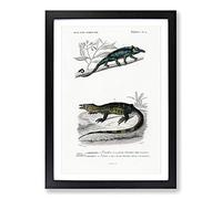 Chameleon Illustrations PL. 4 by Charles d' Orbigny Framed Print | A2 Black Framed Wall Art | Ready to Hang | Modern Nature Picture | Living Room Bedroom Lounge Office