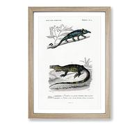 Chameleon Illustrations PL. 4 by Charles d' Orbigny Framed Print | A2 Oak Framed Wall Art | Ready to Hang | Modern Nature Picture | Living Room Bedroom Lounge Office