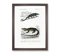 Chameleon Illustrations Pl. 4 By Charles D' Orbigny Vintage Framed Print | A3 Walnut Framed Wall Art | Ready to Hang | Classic Nature Picture | Living Room Bedroom Lounge Office