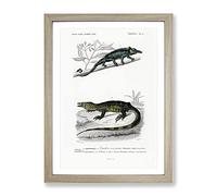 Chameleon Illustrations Pl. 4 By Charles D' Orbigny Vintage Framed Wall Art Print, Ready to Hang Picture for Living Room Bedroom Home Office Décor, Oak A4 (34 x 25 cm)