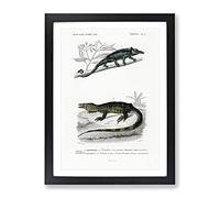 Chameleon Illustrations Pl. 4 By Charles D' Orbigny Vintage Framed Wall Art Print, Ready to Hang Picture for Living Room Bedroom Home Office Décor, Black A3 (34 x 46 cm)